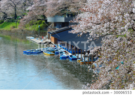 櫻花盛開在Chidorigafuchi和休閒船 30006553