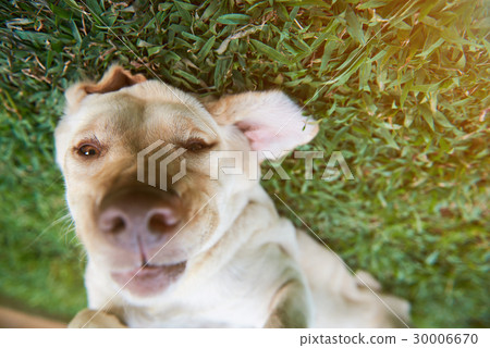 Head of funny playful labrador Head of funny playful labrador 30006670