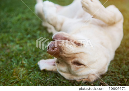 Cute brown labrador happy on grass Cute brown labrador happy on grass 30006671