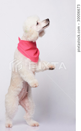 Standing on back paws Standing on back paws 30006673