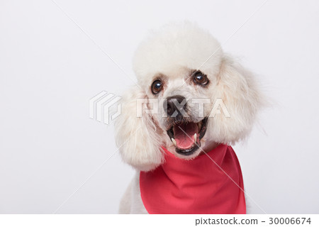 Headshot of white cute groomed poodle Headshot of white cute groomed poodle 30006674