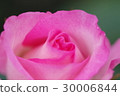 Rose   30006844