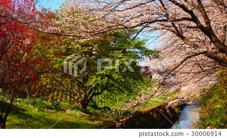 Spring breath 30006914