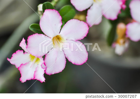 pink bignonia or desert rose pink bignonia or desert rose 30007207