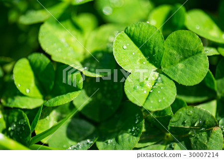 Clover Yokohama City Kanagawa Prefecture 30007214