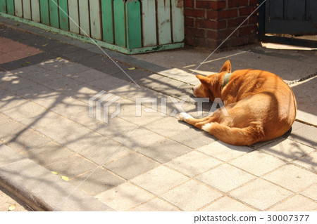 Depressed dog 30007377