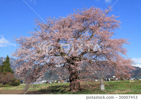 在大町市長野縣的Suma的一棵櫻花樹 30007453