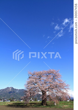 One cherry tree of Suma in Omachi shi Nagano prefecture One cherry tree of Suma in Omachi shi Nagano prefecture 30007456