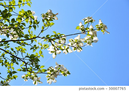 山茱萸（花木） 30007765