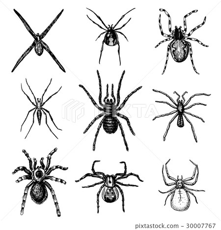 Spider or arachnid species, most dangerous insects 30007767