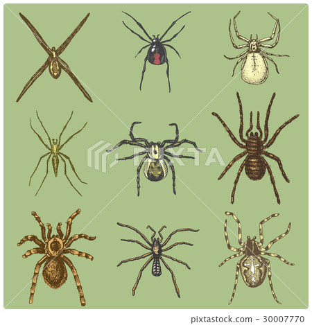 Spider or arachnid species, most dangerous insects 30007770