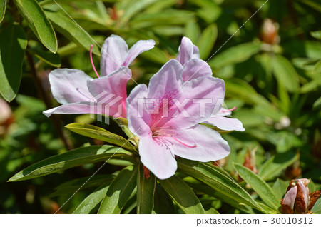 Azalea Azalea 30010312