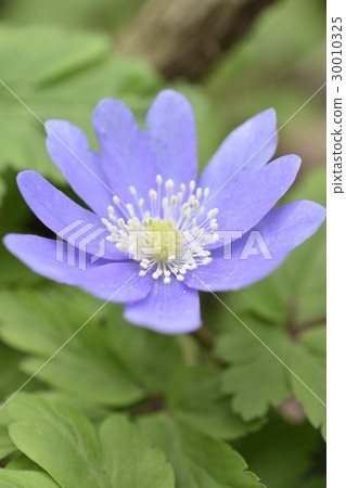 海葵pseudoaltaica 30010325