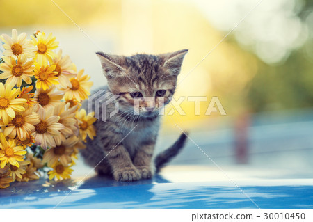 Little kitten in the garden with flowers 30010450