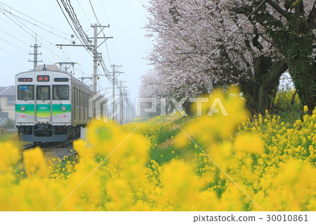 秩父鐵道“春天的雨天櫻花、油菜花” 30010861