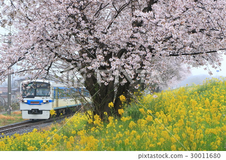 Chichibu Railway "Sakuraze and Rape Blossoms on Rainy Day" 30011680