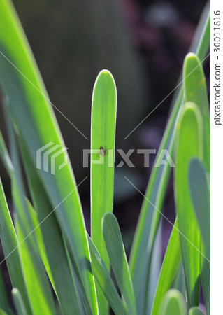 Spider and daffodil leaves 30011816