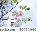 櫻桃樹 30011949