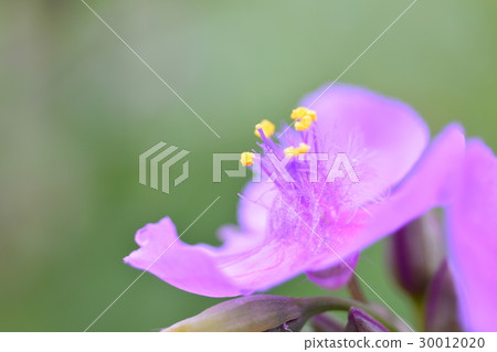 In the early morning of summer, the winter tree that bloomed in the garden In the early morning of summer, the winter tree that bloomed in the garden 30012020