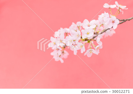 Cherry blossom pink background Cherry blossom pink background 30012271