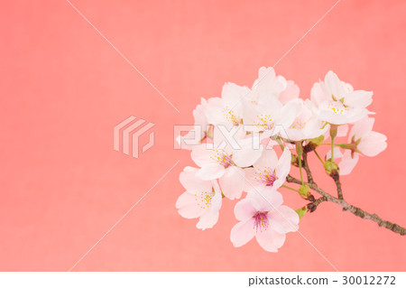 Cherry blossom pink background Cherry blossom pink background 30012272
