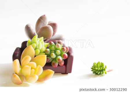 A meat family and a meat pet 30012290