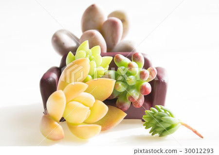 A meat family and a meat pet A meat family and a meat pet 30012293
