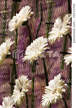 Flowers composition 30012494