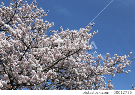 Sakura in full bloom 30012756