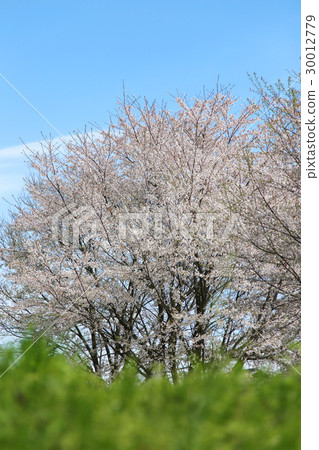 櫻花盛開 30012779