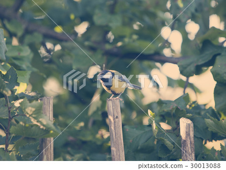 titmouse on a fence, toning titmouse on a fence, toning 30013088