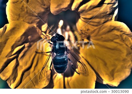 Bee on Calendula flower 30013090