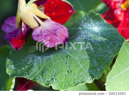 Nasturtium (Indian cress) flowers in dew drops 30013091