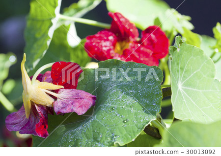 Nasturtium (Indian cress) flowers in dew drops.. 30013092