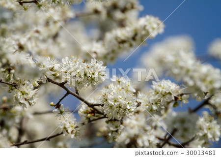 Beautiful flowers in a blackthorn  30013481