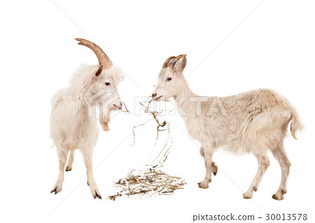 Young white goats 30013578