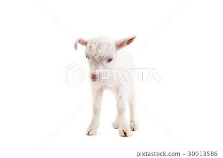 Little goatling on a white background 30013586
