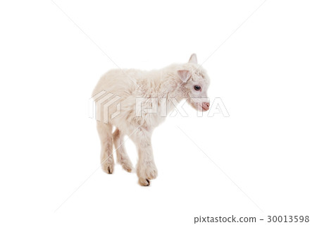 Little goatling on a white background 30013598