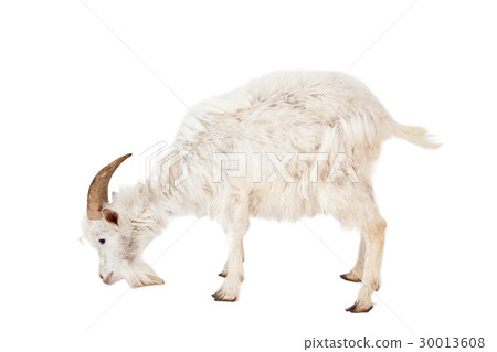 White goat isolated on white background. 30013608