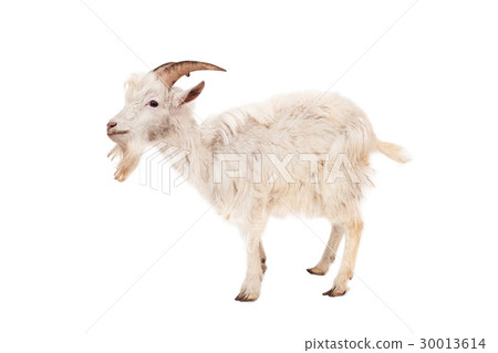 White goat isolated on white background. White goat isolated on white background. 30013614