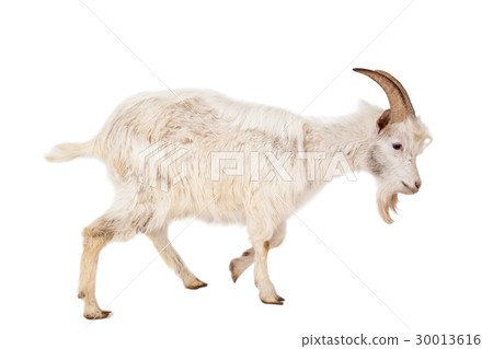 White goat isolated on white background. White goat isolated on white background. 30013616
