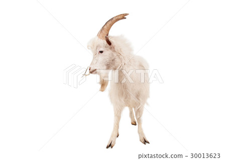 White goat isolated on white background. 30013623