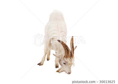 White goat isolated on white background. 30013625