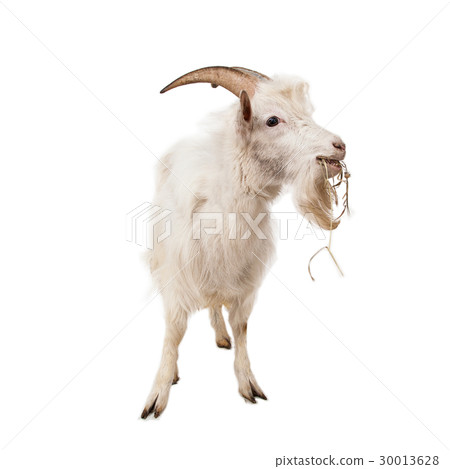 White goat isolated on white background. 30013628