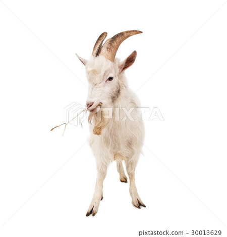 White goat isolated on white background. White goat isolated on white background. 30013629
