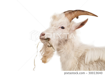 White goat isolated on white background. 30013640
