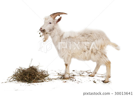 White goat isolated on white background. 30013641