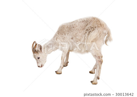 White goat isolated on white background. 30013642