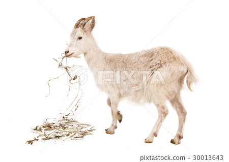 White goat isolated on white background. 30013643