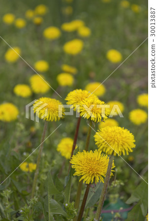 Yellow dandelions Yellow dandelions 30013887